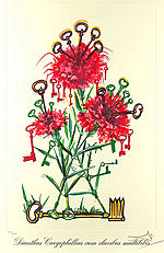 Salvador Dali, Carnation Keys