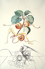 Abricot Chevalier by Salvador Dali