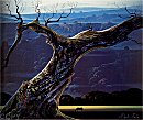 Eyvind Earle, Towering Oak