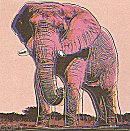 African Elephant, II.293