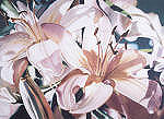 Julie Allen, Lily Magic
