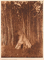 Edward S. Curtis, Plate 616 - A Chipewyan Tipi Among the Aspens